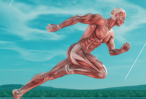 Studie fascie